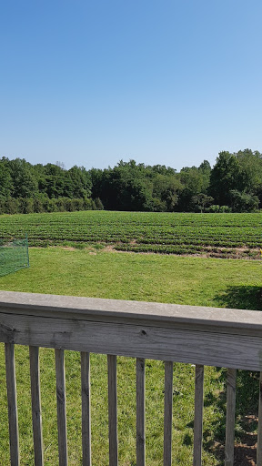 Tourist Attraction «Sunflower Maze», reviews and photos, South St, Middlefield, CT 06455, USA