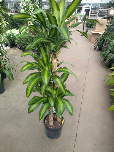 Florist «Sunshine Florist Inc.», reviews and photos, 946 1st Avenue, New York, NY 10022, USA