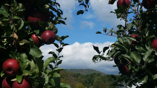 Produce Market «Barber Orchard Fruitstands Inc», reviews and photos, 2855 Old Balsam Rd, Waynesville, NC 28786, USA