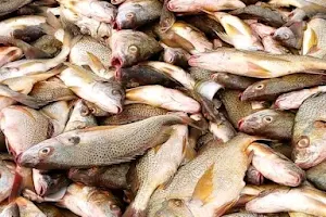 Marché de poisson de Kafoutine image