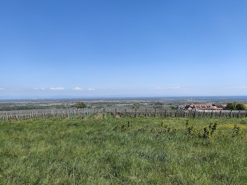 Point de vue sur la plaine d'Alsace à Heiligenstein