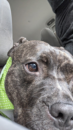 Pet Store «7 Seas Pet Care Center», reviews and photos, 13311 S Brandon Ave, Chicago, IL 60633, USA