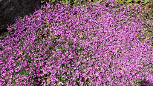 Botanical Garden «Botanical Gardens At Asheville», reviews and photos, 151 W .T. Weaver Blvd, Asheville, NC 28804, USA