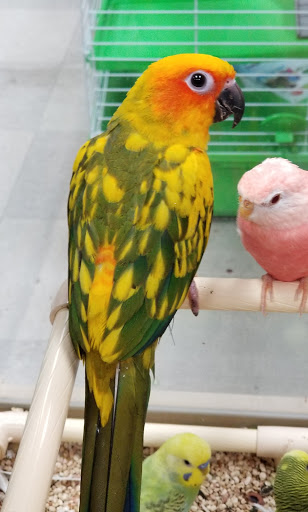 Pet Store «Petland», reviews and photos, 1514 Stonecreek Dr, Pickerington, OH 43147, USA