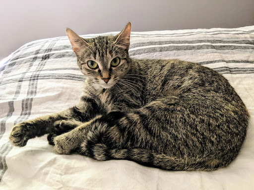 Calgary Pet Wellness and Spay & Neuter Clinic