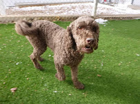 Shylo Country Club for Dogs - Photo 7 - Car repair in Watkins, CO, Aurora