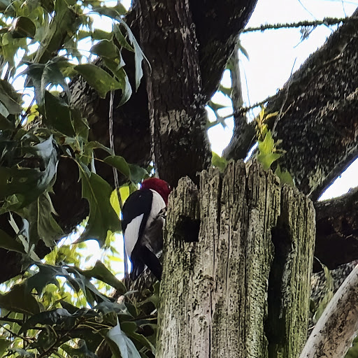 Park «Leake County Water Park», reviews and photos, 1190 Park Rd, Lena, MS 39094, USA