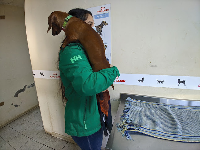 Opiniones de Veterinaria Animal Lover en Chillán Viejo - Veterinario