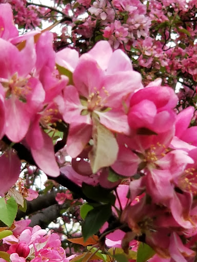 Park «Matthiessen Park», reviews and photos, 1 Bridge St, Irvington, NY 10533, USA