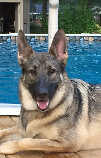 Pet Supply Store «Pet Supplies Plus», reviews and photos, 2801 Wade Hampton Blvd #100, Taylors, SC 29687, USA