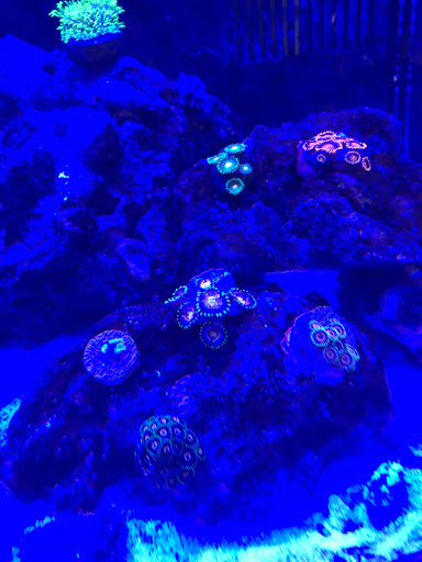 Tropical Fish Store «J B Tropical Fish», reviews and photos, 1950 N Black Horse Pike, Williamstown, NJ 08094, USA