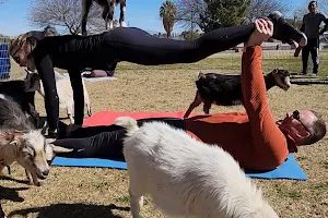 Goat Yoga Las Vegas image