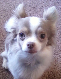 A Bark Away Dog Training - Photo 7 - Car repair in , Cleveland