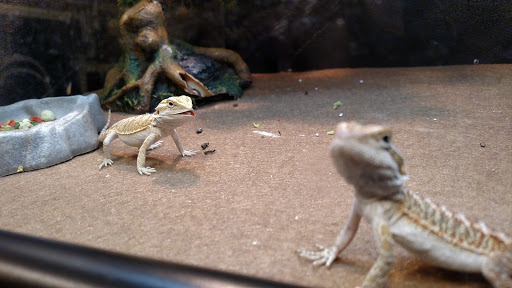 Pet Supply Store «PetSmart», reviews and photos, 238 Atlantic Ave, Brooklyn, NY 11201, USA