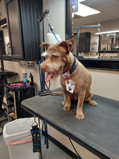 Doggie Divas Grooming Salon