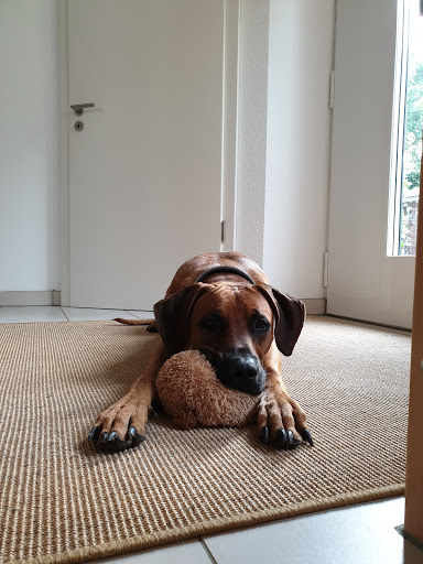 Tierarztpraxis Dr. Carol Felfalusi unter Hamminkeln, Nordrhein-Westfalen