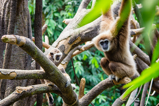 Zoo «Lied Jungle», reviews and photos, 916 D St, Omaha, NE 68107, USA