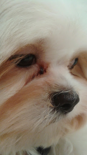 Pet Supply Store «PetSmart», reviews and photos, 1520 Pleasant Valley Rd, Manchester, CT 06042, USA