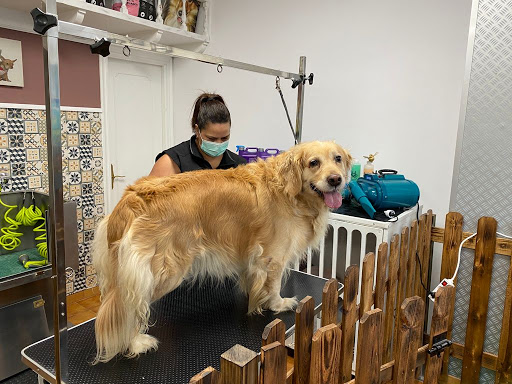 Avenida Poodle - A Coruña