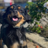 Dee Smize Photography - Photo 2 - Car repair in , Richmond