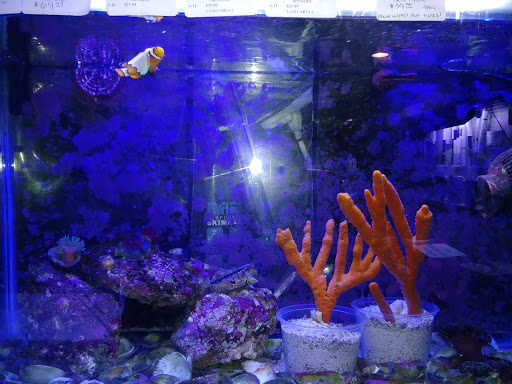 Tropical Fish Store «Best Fish», reviews and photos, 1335 N Doctor M.L.K. Dr, Milwaukee, WI 53212, USA