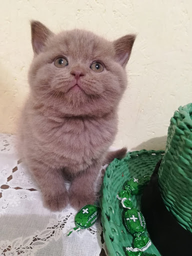Scottish Fold Kittens NYC