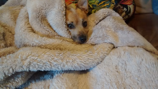 Meals on Wheels Sherman