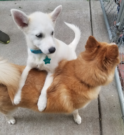 Pet Supply Store «PetSmart», reviews and photos, 2101 Elmwood Ave, Buffalo, NY 14207, USA