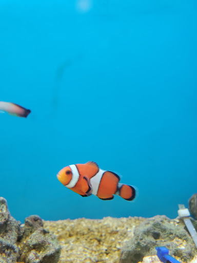 Pet Supply Store «Petco Animal Supplies», reviews and photos, 27580 W Lugonia Ave, Redlands, CA 92374, USA