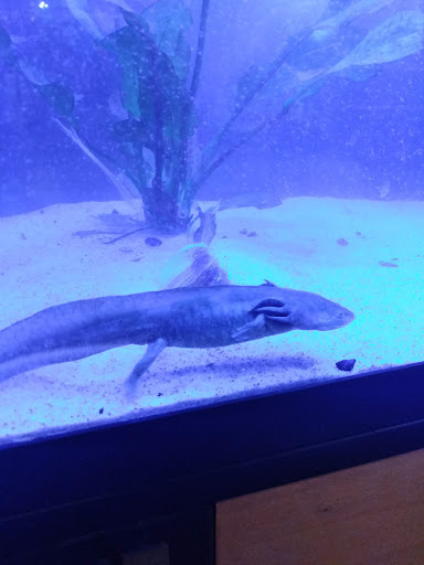 Pet Store «Pet Kingdom», reviews and photos, 4650 S Cleveland Ave, Fort Myers, FL 33907, USA