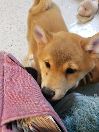 Pet Store «All Pets Club», reviews and photos, 1167 N Colony Rd, Wallingford, CT 06492, USA