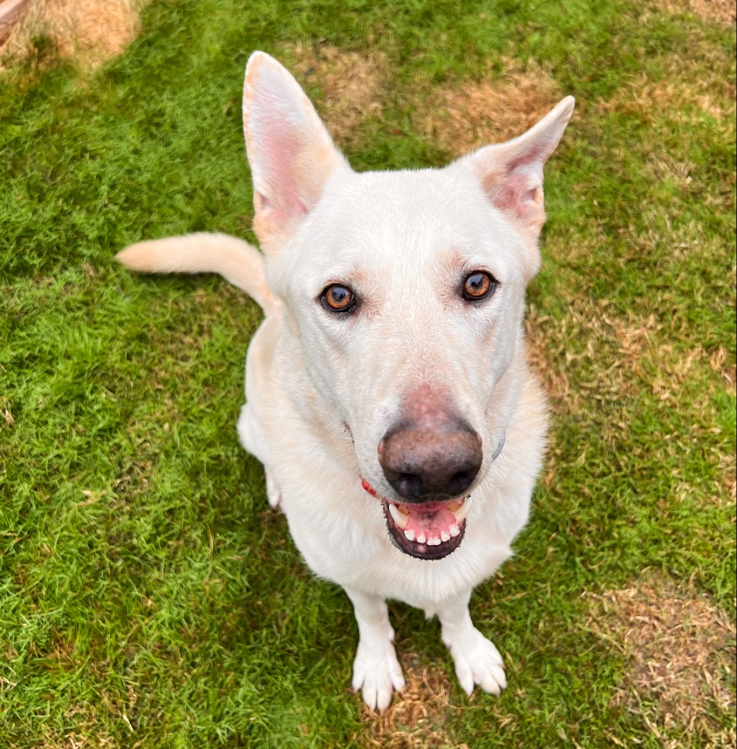 Willow Farms of TN: Doggie Days Barn & Biscuit and The Mercantile