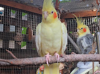 Annette the Pet Nanny - Photo 5 - Car repair in , Fremont