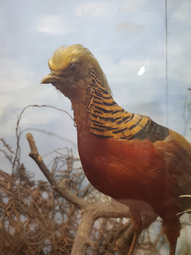 Museum «Woodman Museum», reviews and photos, 182 Central Ave, Dover, NH 03820, USA