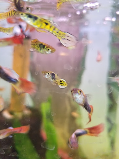 Tropical Fish Store «Aquarium Oddballs», reviews and photos, 6115 E 31st St, Tulsa, OK 74135, USA
