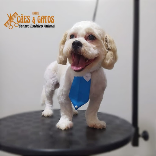 Logo da empresa - Entre Cães e Gatos - Petshop