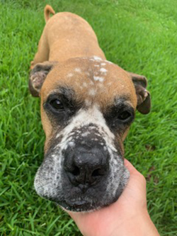 Miracle Acres Kennel and Pet Resort