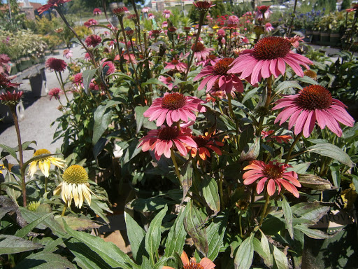 Pet Supply Store «CountryMax - Brockport», reviews and photos, 4875 Lake Rd N, Brockport, NY 14420, USA