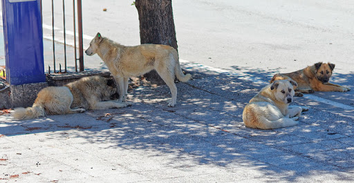 Dog Park «Mt. Airy Dog Park», reviews and photos, 3006 Westwood Northern Blvd, Cincinnati, OH 45211, USA