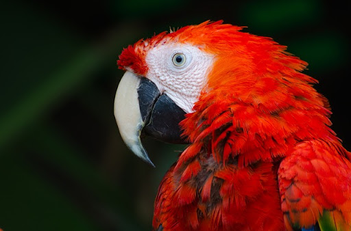 Parrots for Patriots