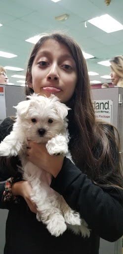 Pet Store «Petland Lewis Center», reviews and photos, 86 Meadow Park Ave, Lewis Center, OH 43035, USA