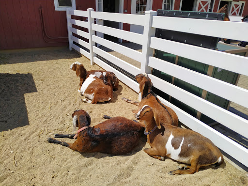 Zoo «Cosley Zoo», reviews and photos, 1356 N Gary Ave, Wheaton, IL 60187, USA