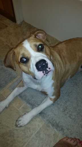 Pet Supply Store «PetSmart», reviews and photos, 9122 Mentor Ave, Mentor, OH 44060, USA