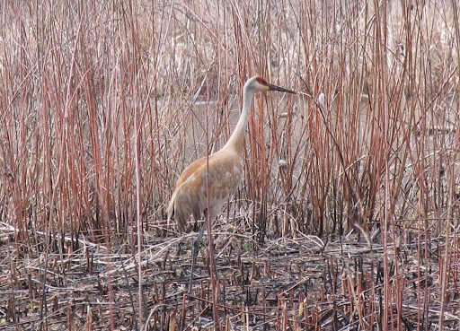 Nature Preserve «Crabtree Nature Center», reviews and photos, 3 Stover Rd, Barrington, IL 60010, USA