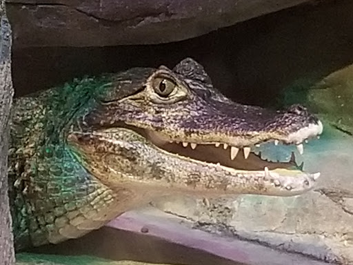 Aquarium «SEA LIFE Minnesota Aquarium», reviews and photos, 120 E Broadway, Bloomington, MN 55425, USA