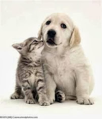 Pet Buddies on the Bay, Pet Sitter San Jose - Photo 2 - Car repair in , San Jose