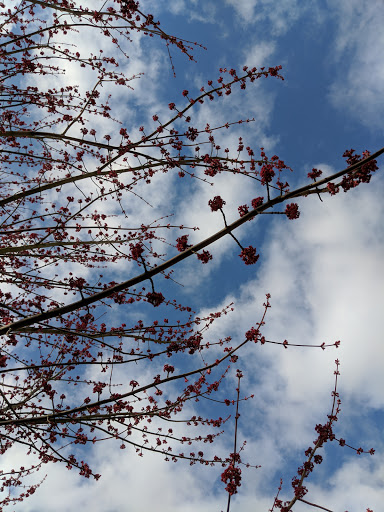 Park «Ballard Commons Park», reviews and photos, 5701 22nd Ave NW, Seattle, WA 98107, USA