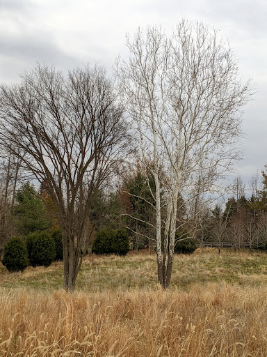 Modern Art Museum «Glenstone», reviews and photos, 12002 Glen Rd, Potomac, MD 20854, USA