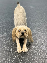 Dogtopia of Fort Lauderdale Downtown - Photo 3 - Car repair in Fort Lauderdale, FL, Coral Springs