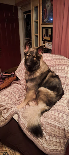 Pet Supply Store «Petco Animal Supplies», reviews and photos, 420 Harry L Dr #2, Johnson City, NY 13790, USA